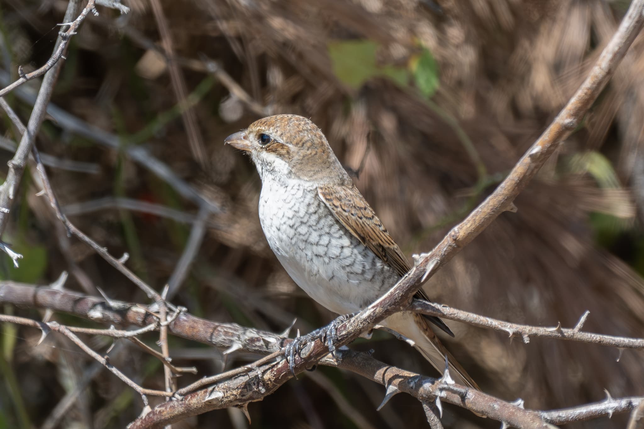 Eurasian Wren observed during the 'Birds of Bulgaria' tour.