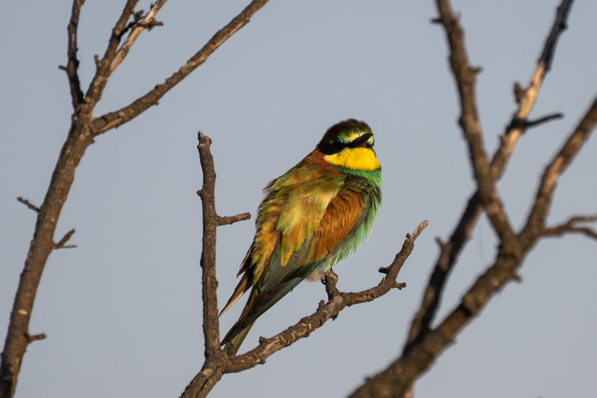 European Bee-eater observed during the 'Birds of Bulgaria' tour.