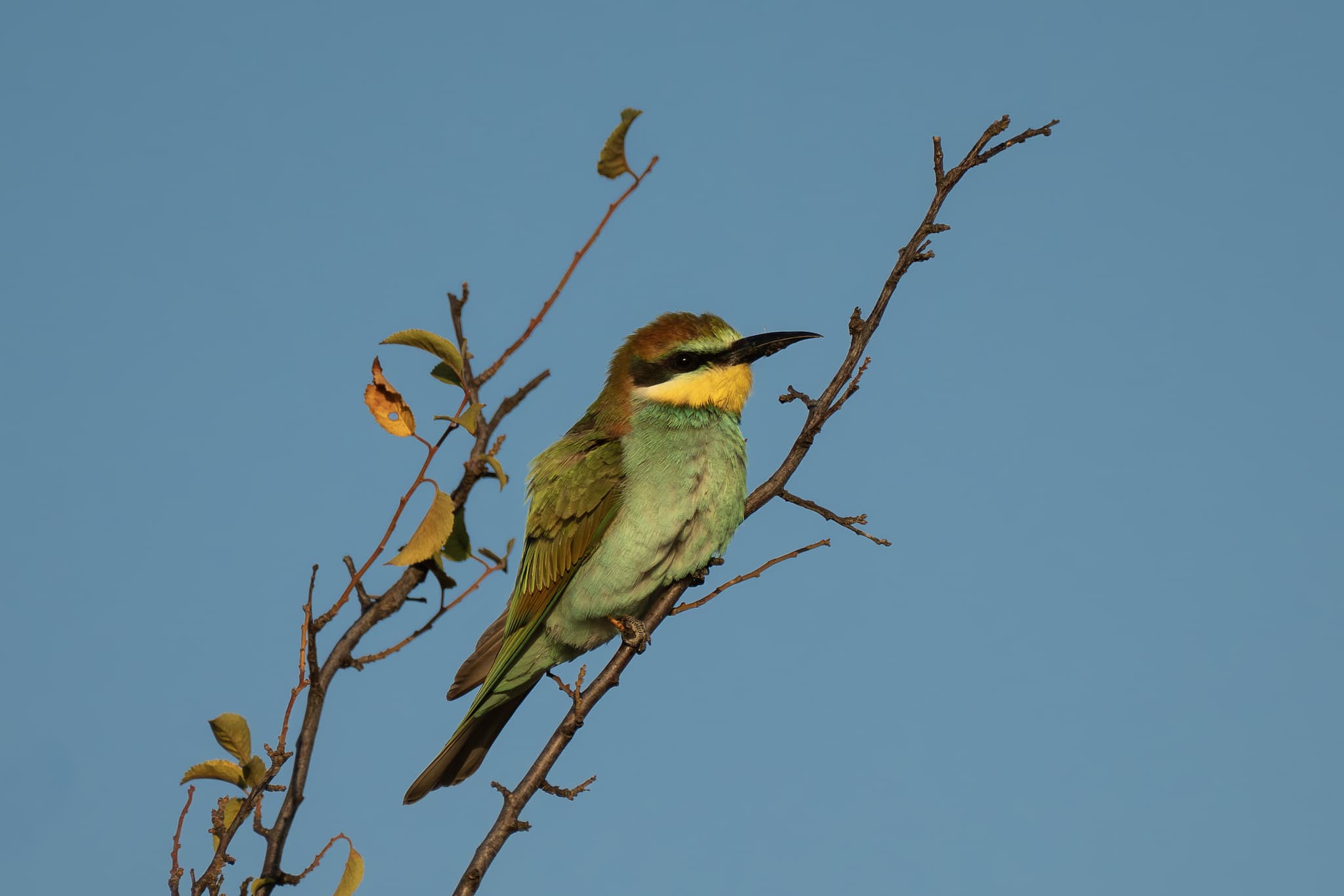 European Bee-eater observed during the 'Birds of Bulgaria' tour.