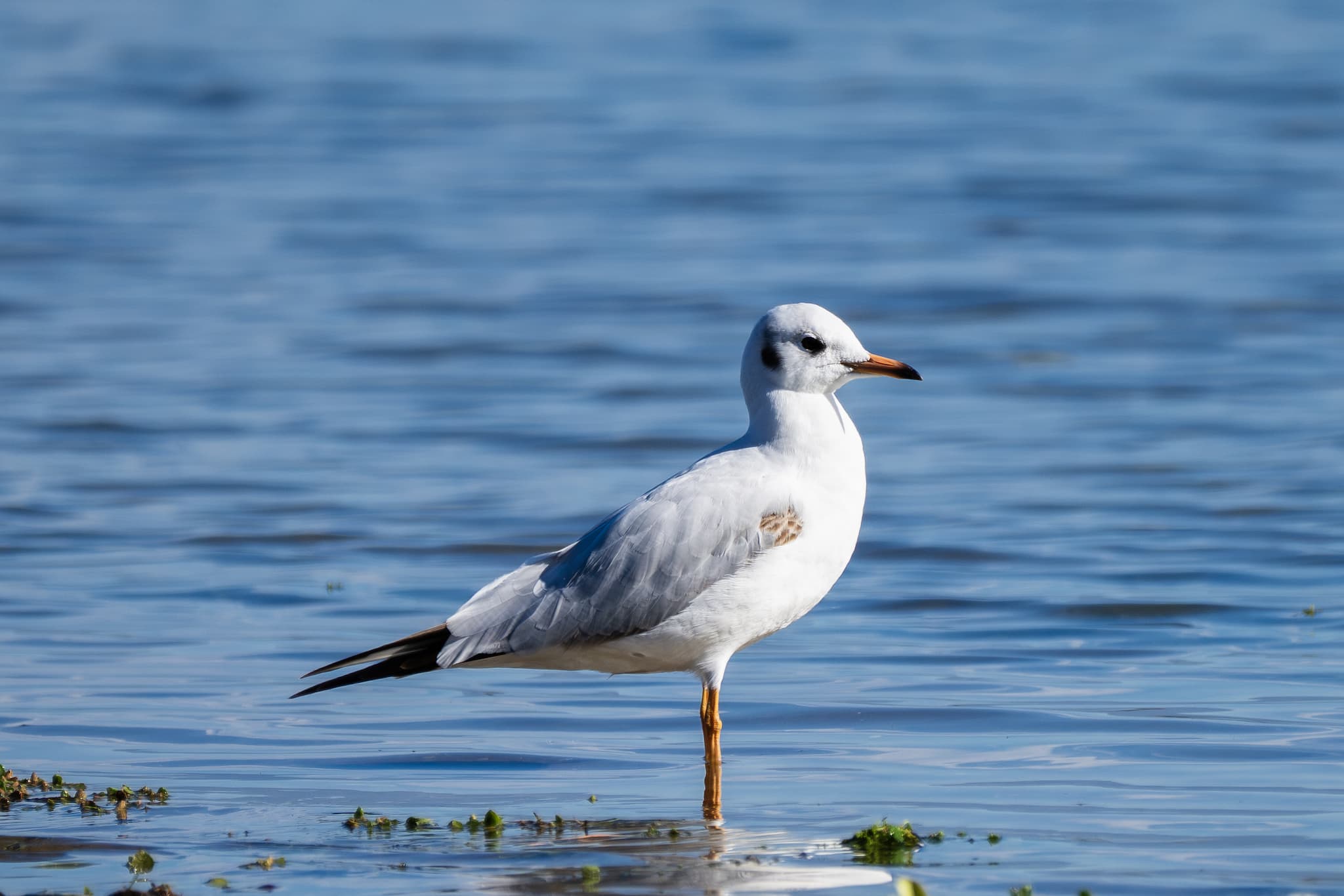 Black-headed Gull observed during the 'Birds of Bulgaria' tour.