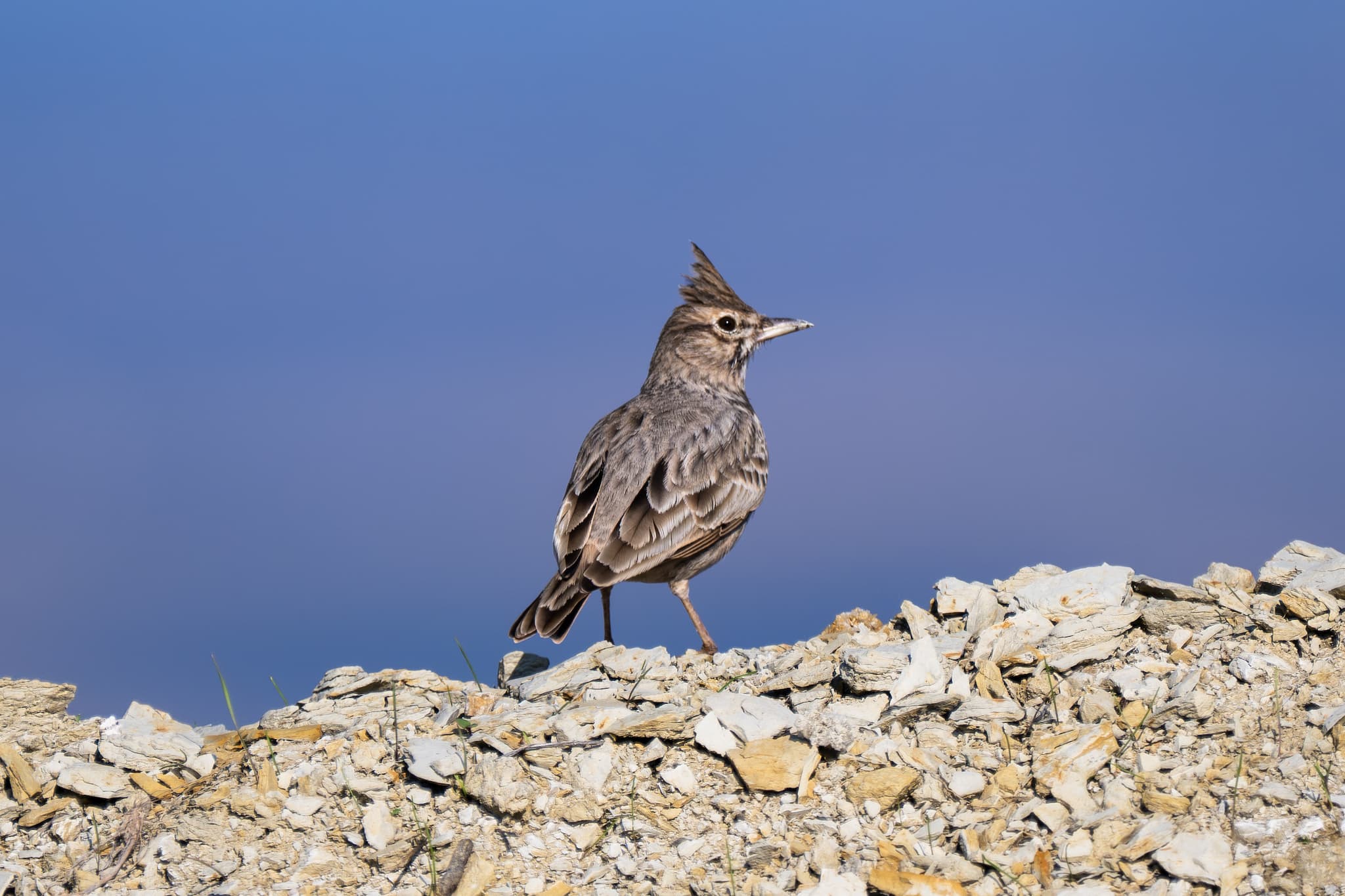 Crested Lark observed during the 'Birds of Bulgaria' tour.