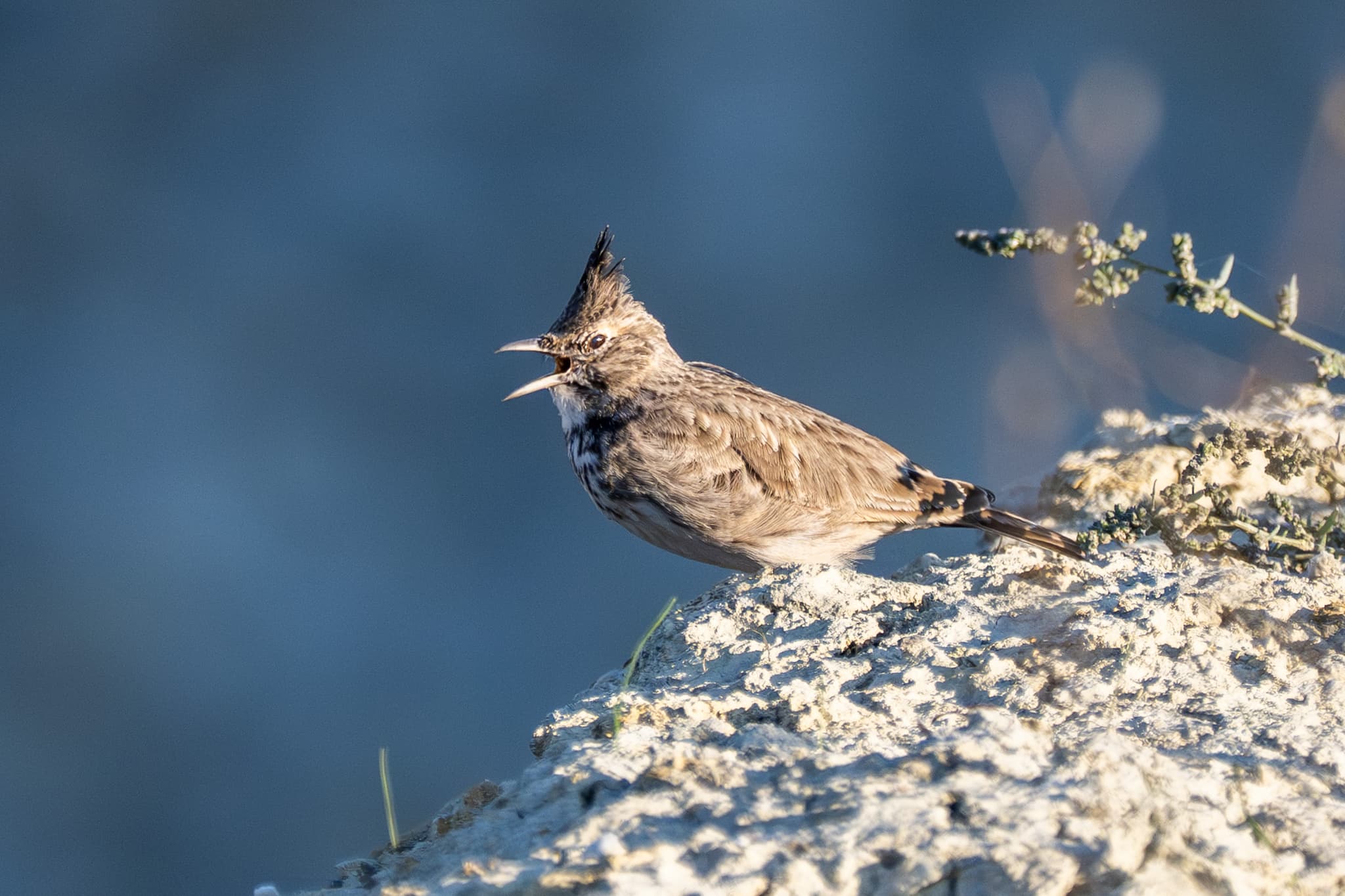 Crested Lark observed during the 'Birds of Bulgaria' tour.