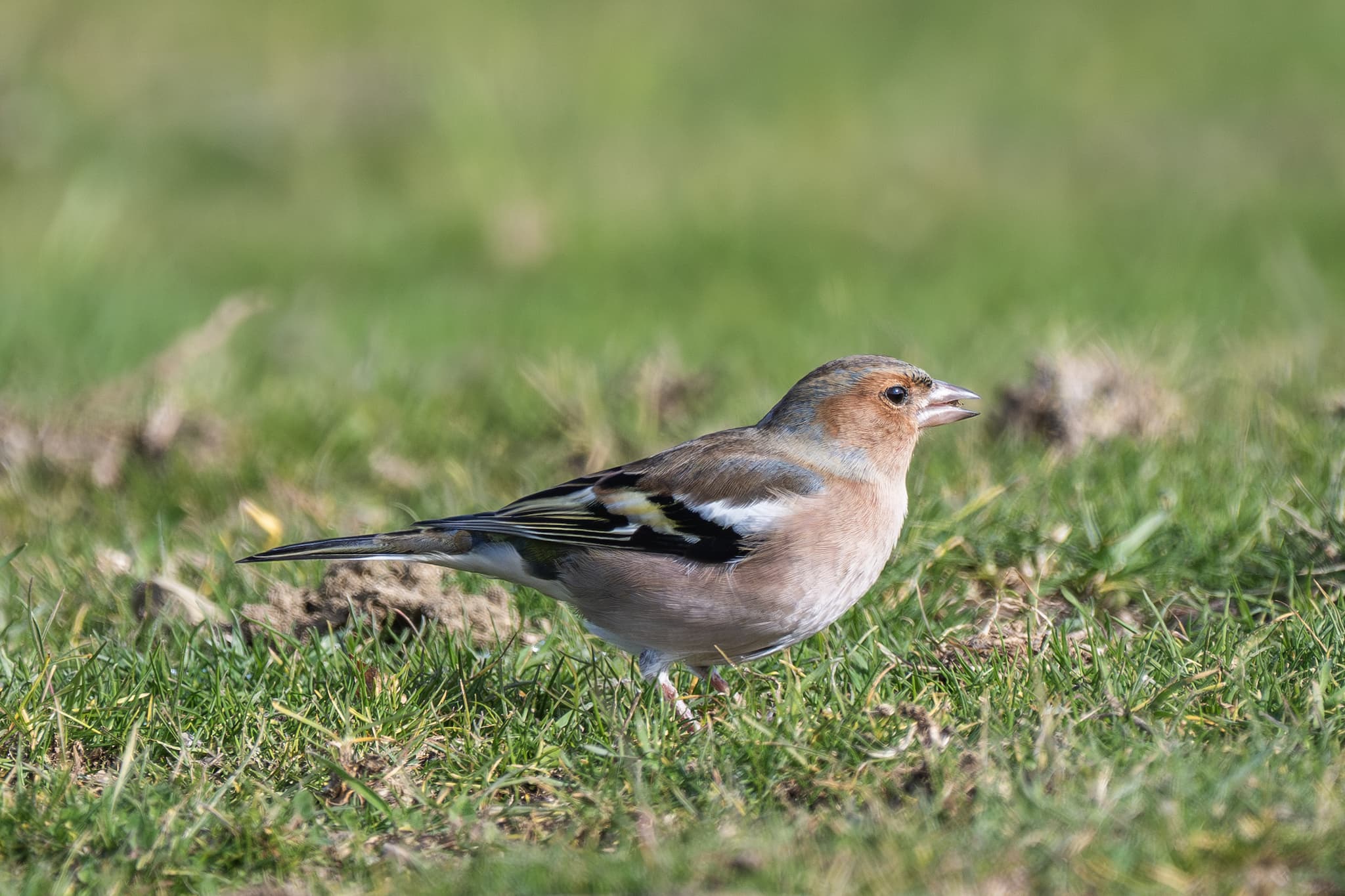 Eurasian Chaffinch observed during the 'Birds of Bulgaria' tour.