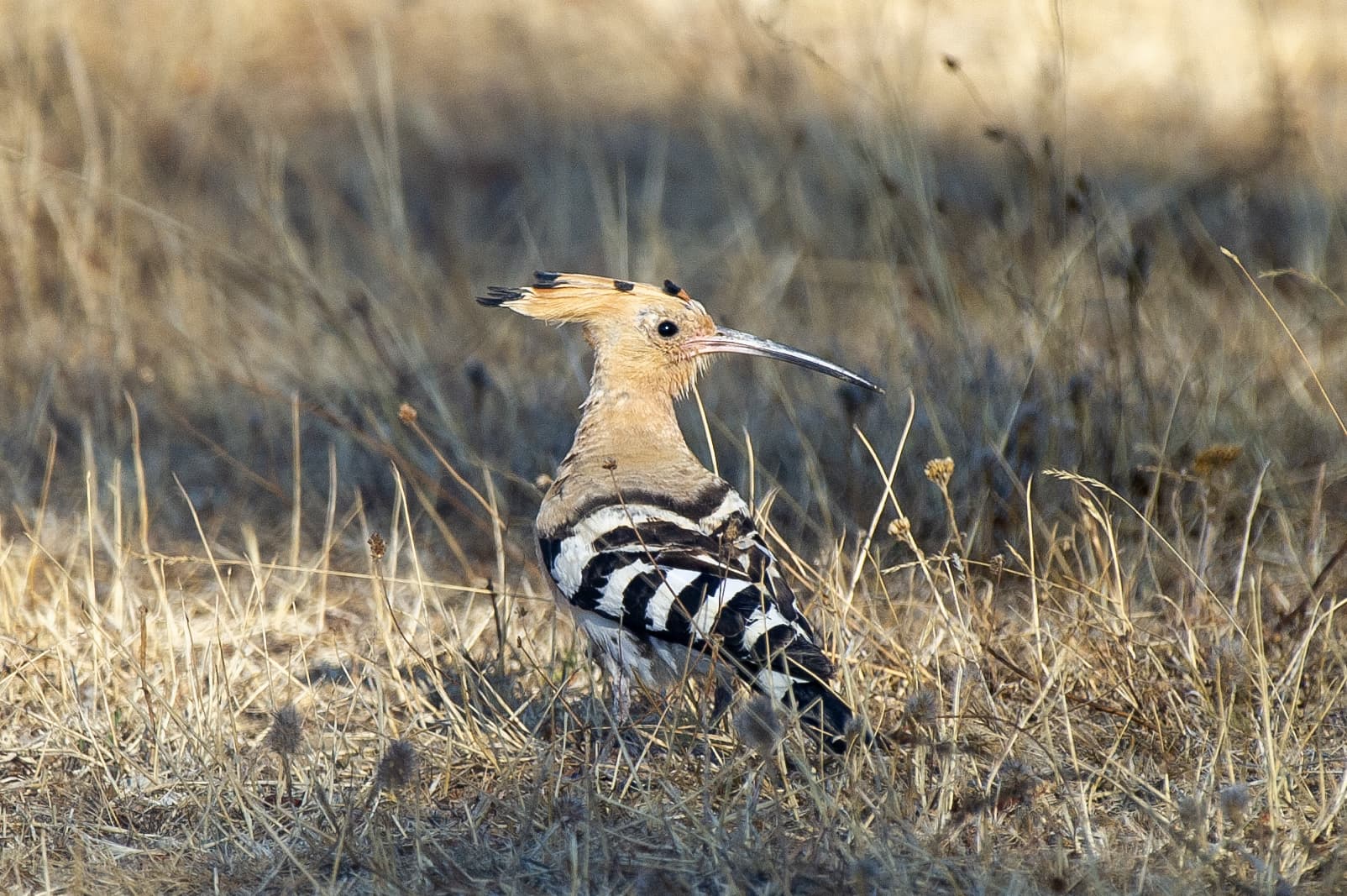 Eurasian Hoopoe observed during the 'Birds of Bulgaria' tour.