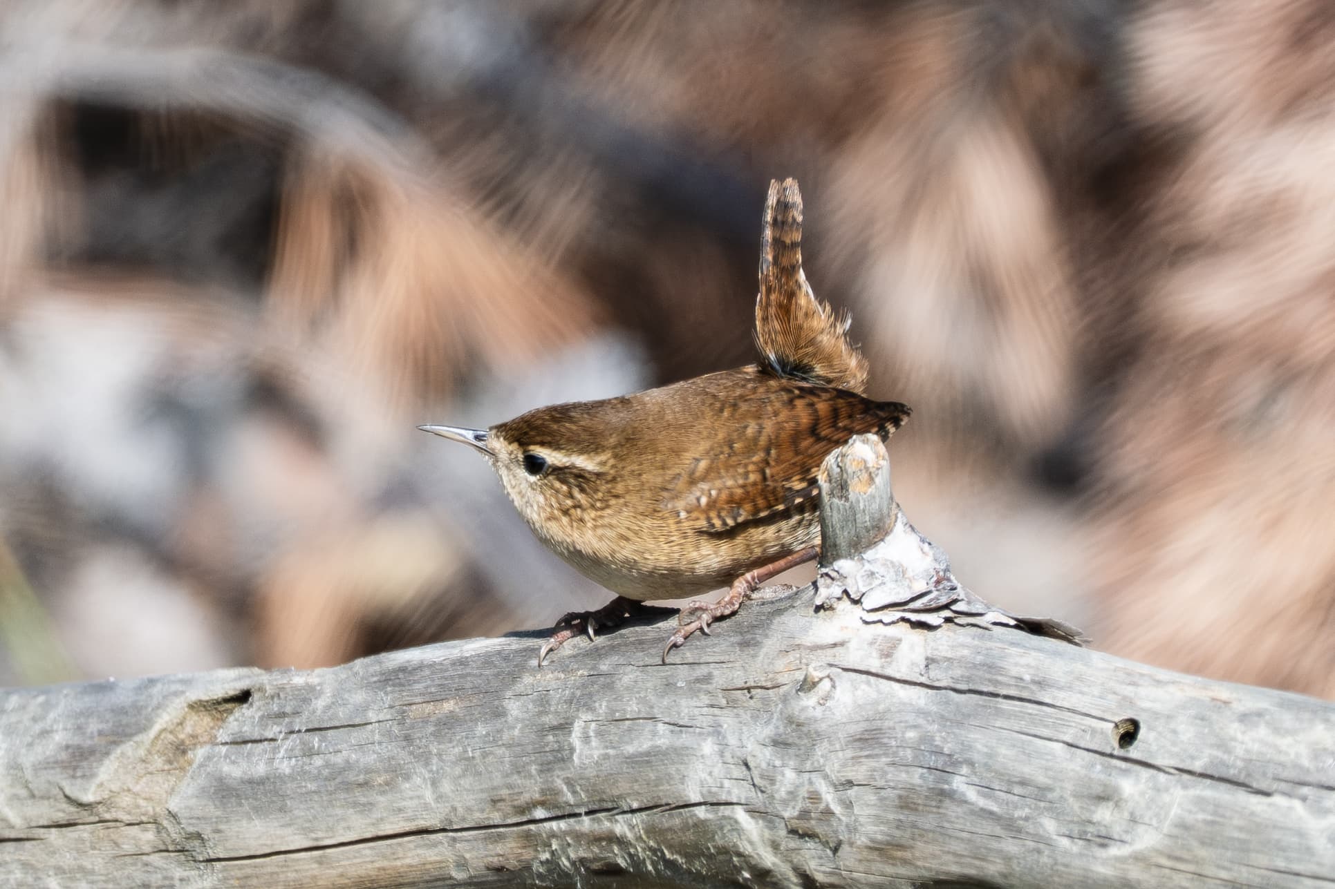 Eurasian Wren observed during the 'Birds of Bulgaria' tour.