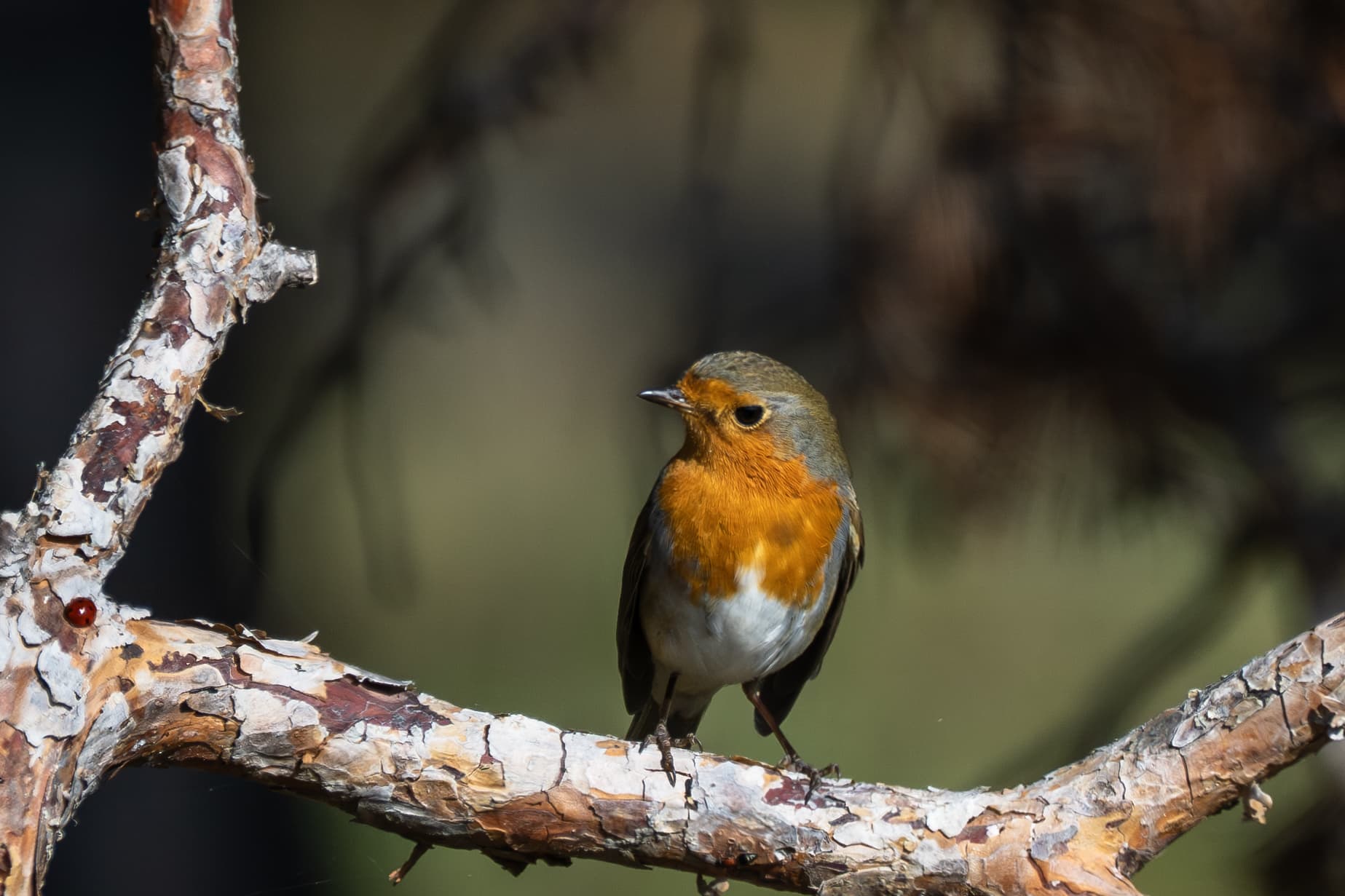 European Robin observed during the 'Birds of Bulgaria' tour.