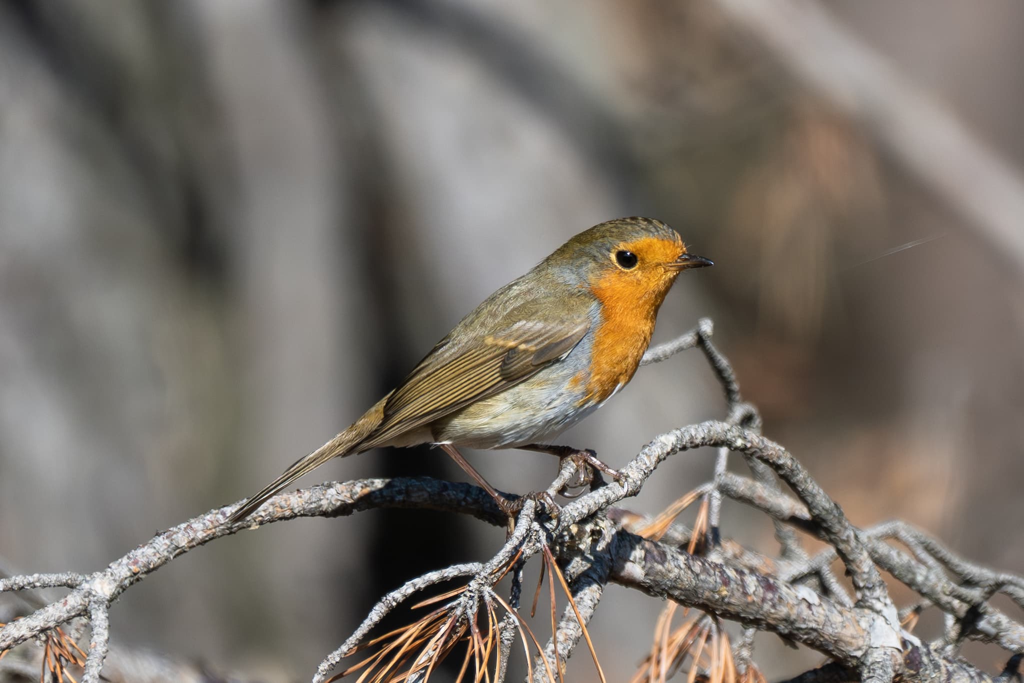 European Robin observed during the 'Birds of Bulgaria' tour.
