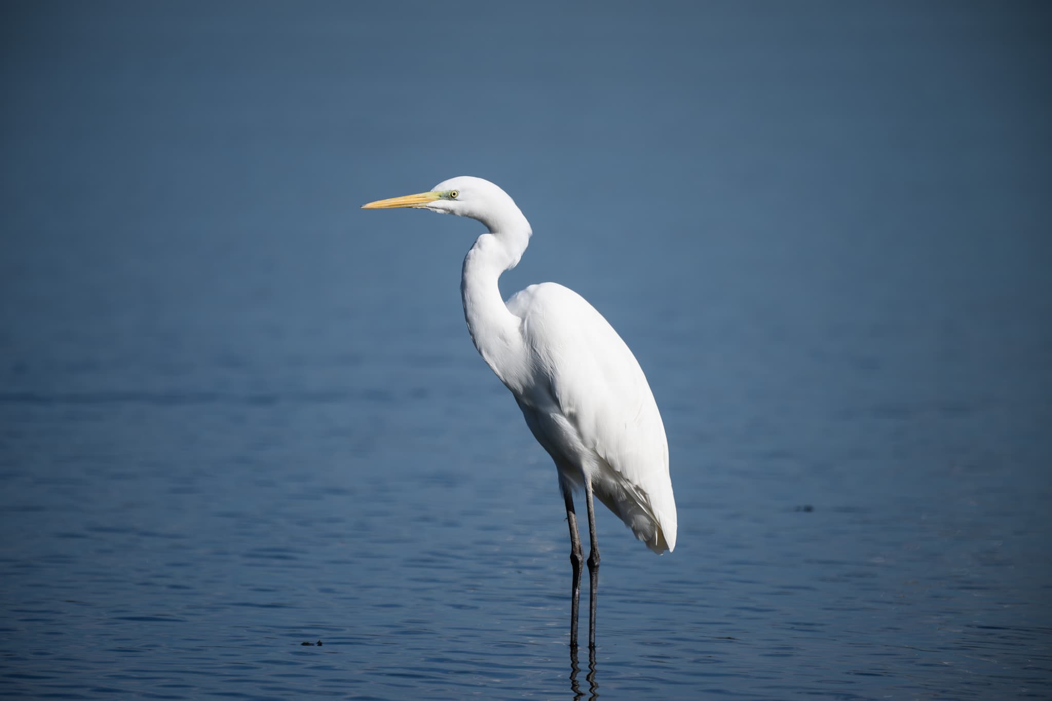 Birds of Bulgaria