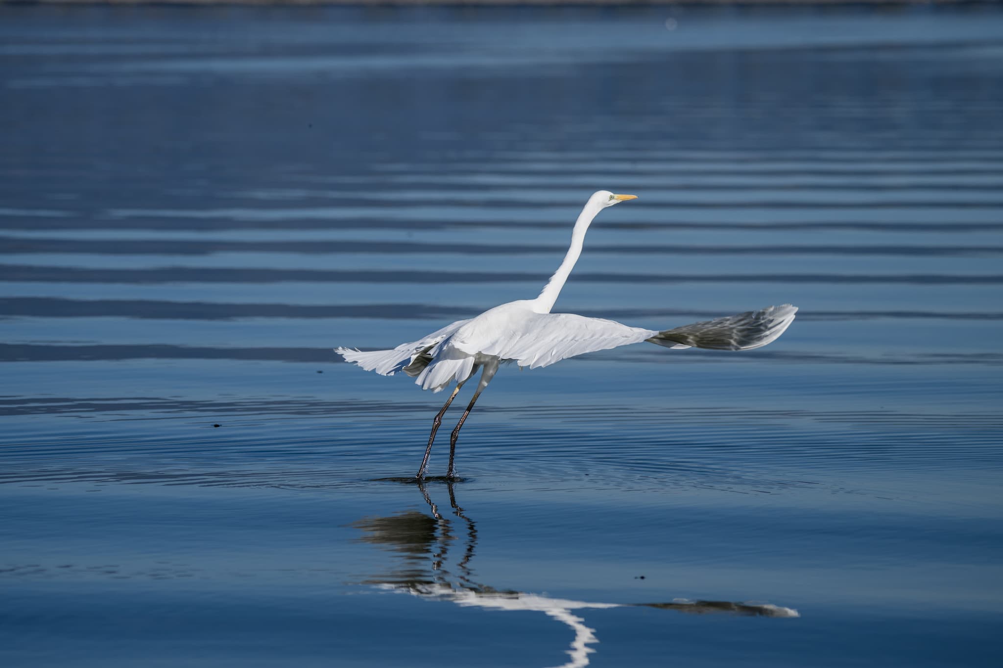 Great Egret observed during the 'Birds of Bulgaria' tour.