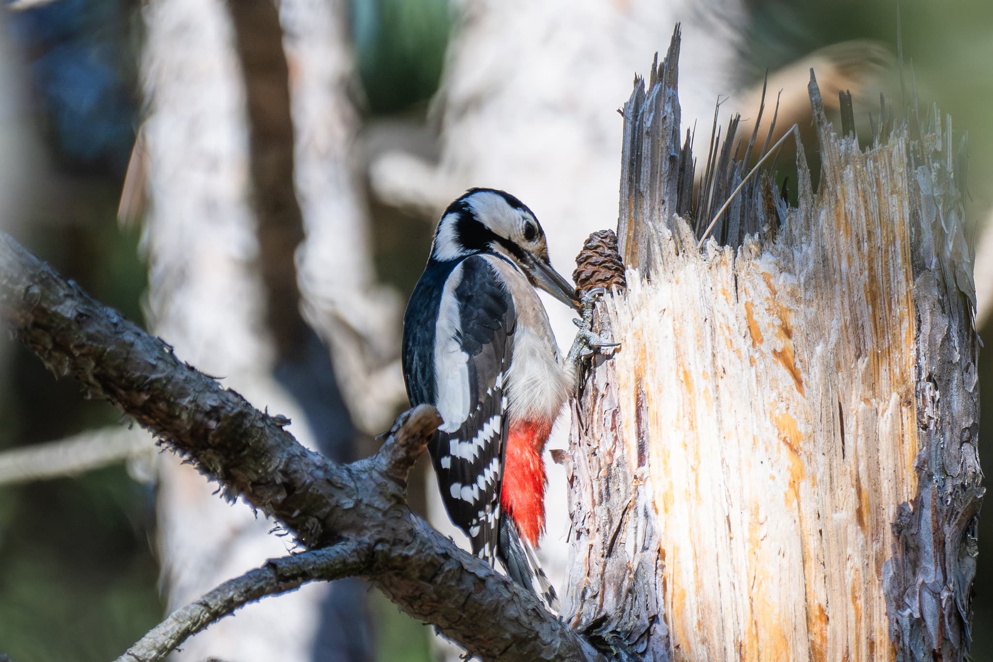 Great Spotted Woodpecker observed during the 'Birds of Bulgaria' tour.