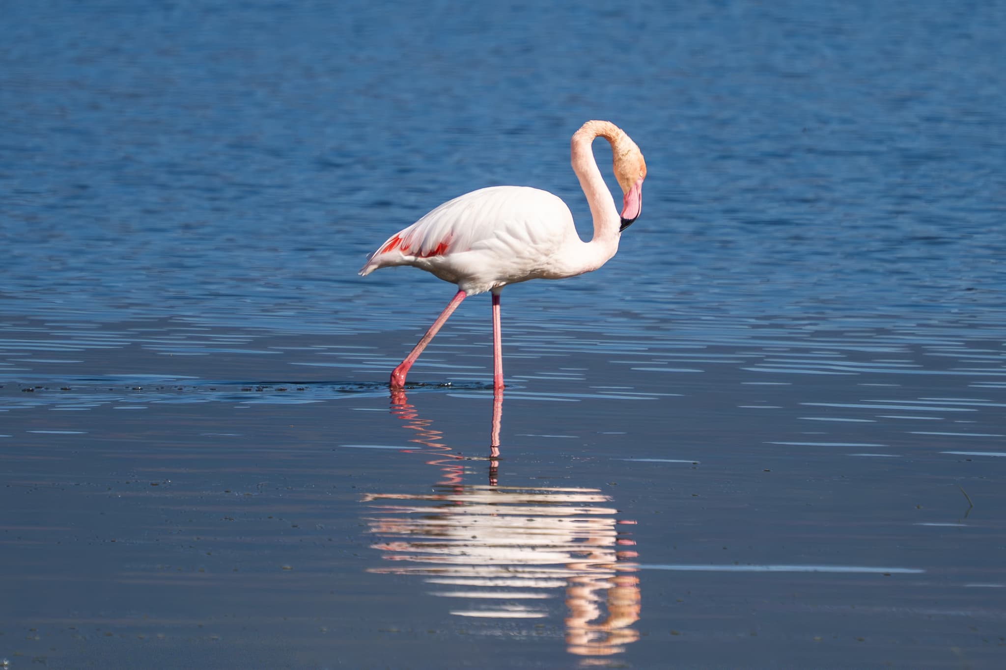 Flamingos at Lake Kerkini. Captured through our Nikon lenses during the 'Birds of Bulgaria' tour.