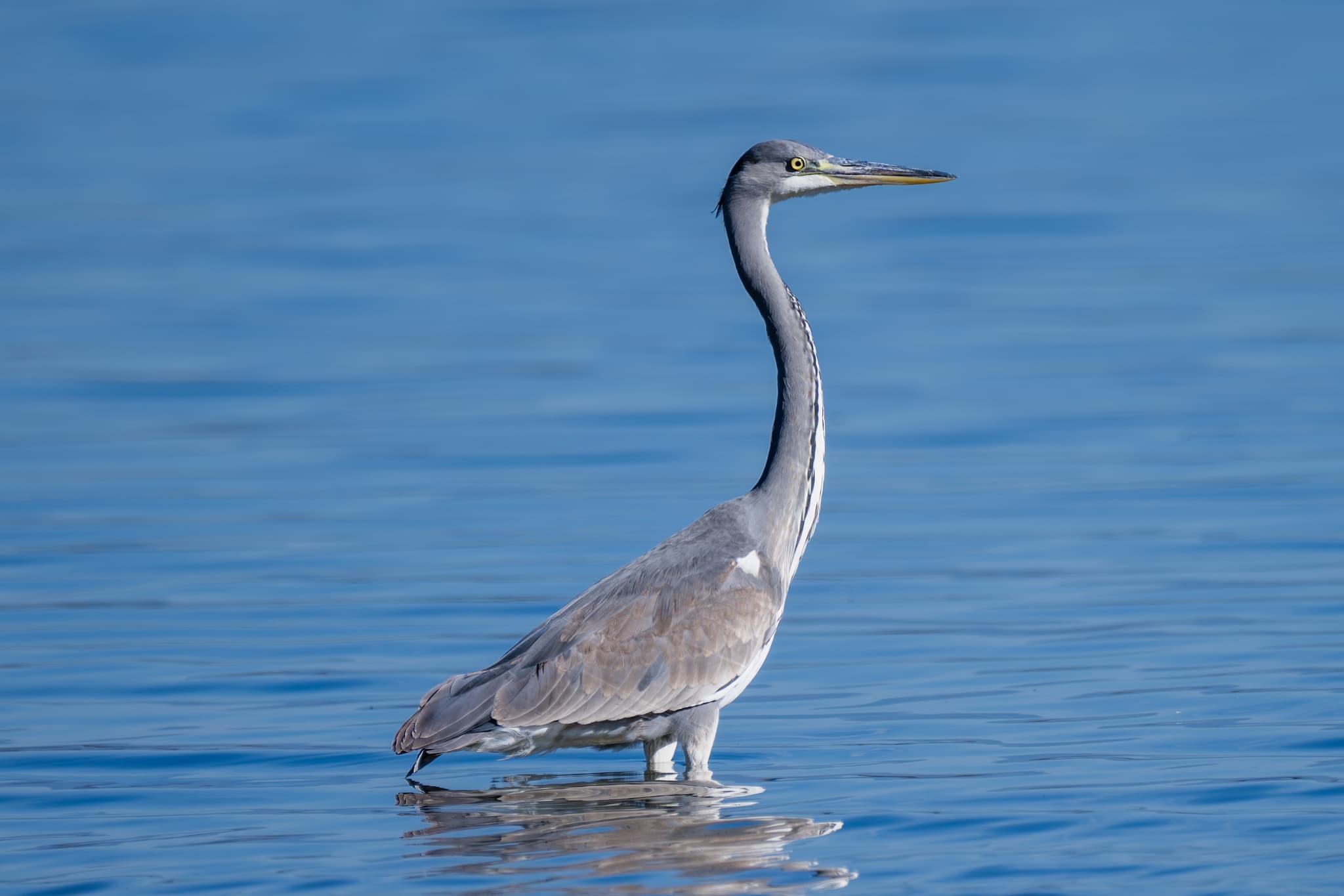 Grey Heron observed during the 'Birds of Bulgaria' tour.