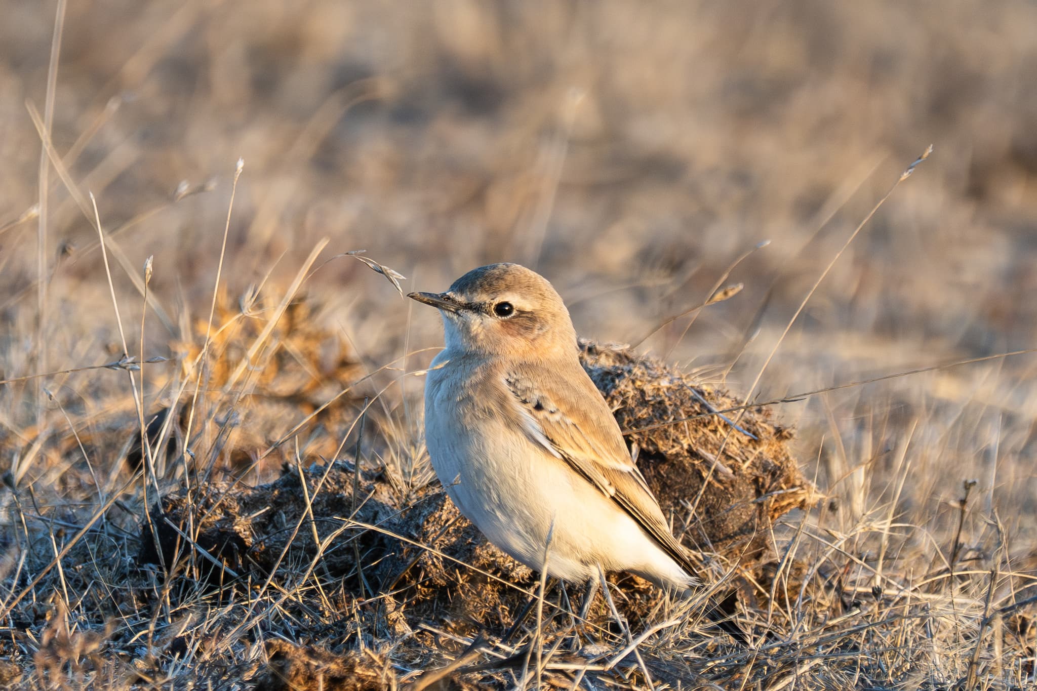 Isabelline Wheatear observed during the 'Birds of Bulgaria' tour.