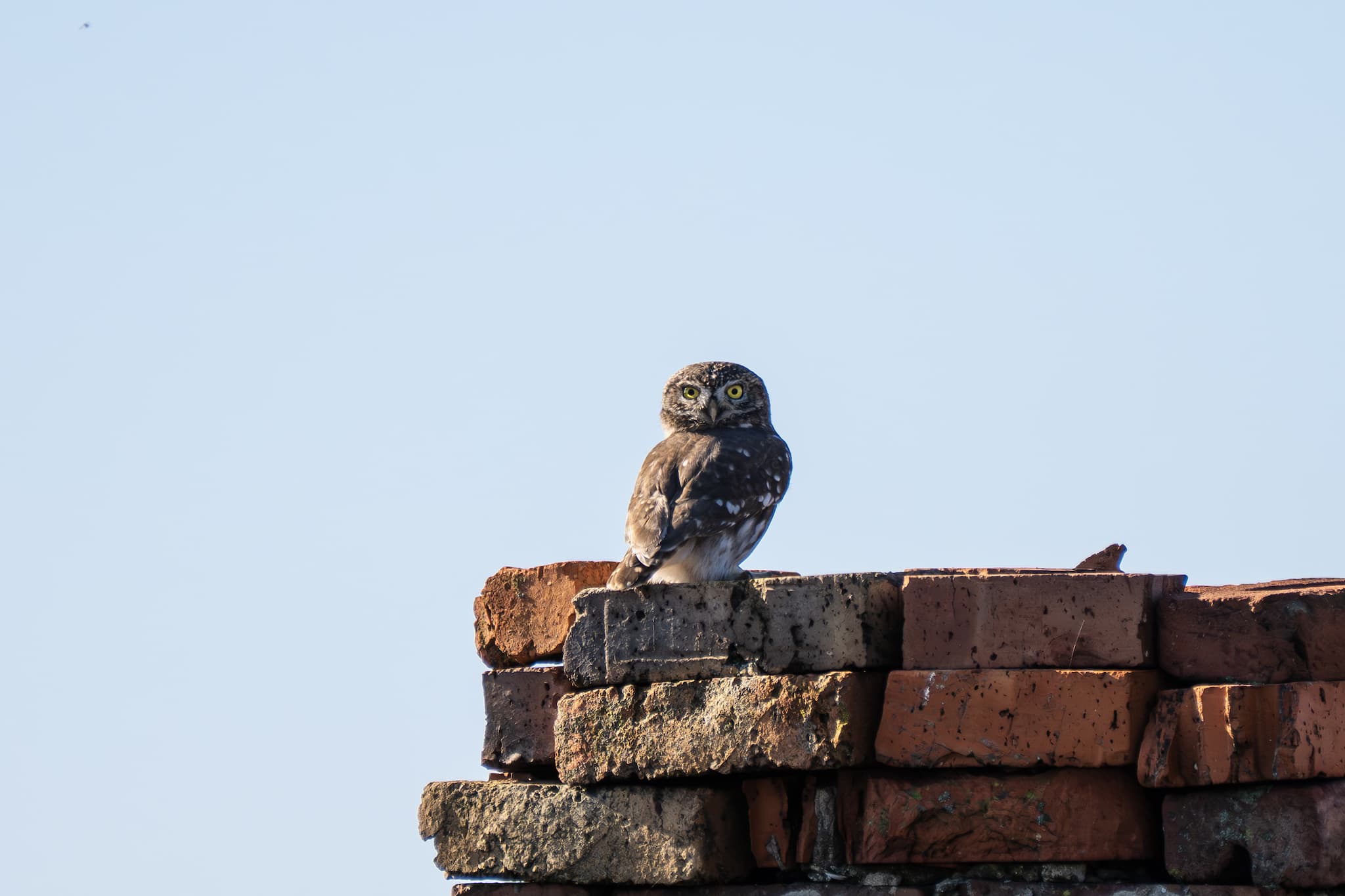 Little Owl observed during the 'Birds of Bulgaria' tour.