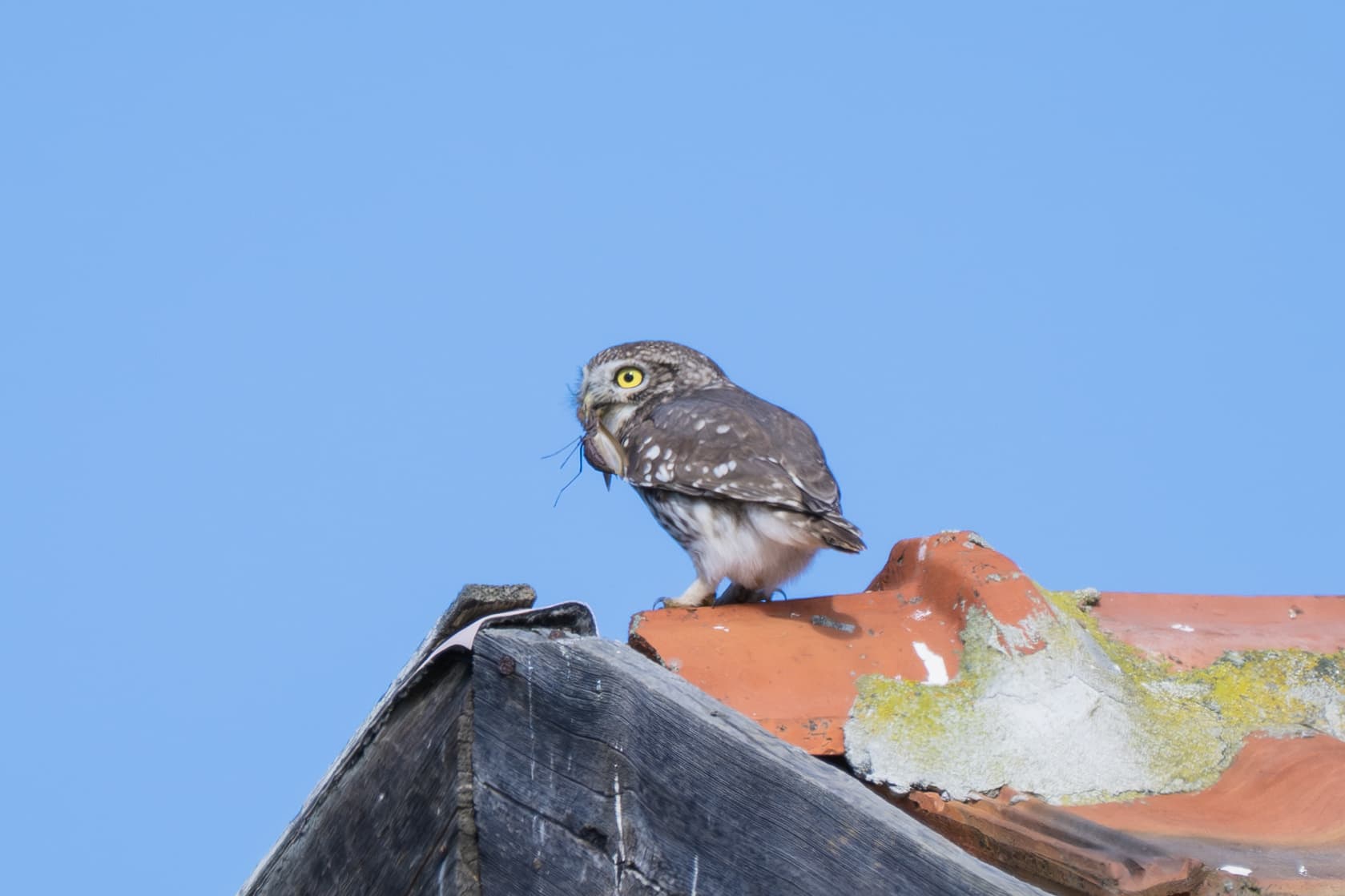 Little Owl observed during the 'Birds of Bulgaria' tour.