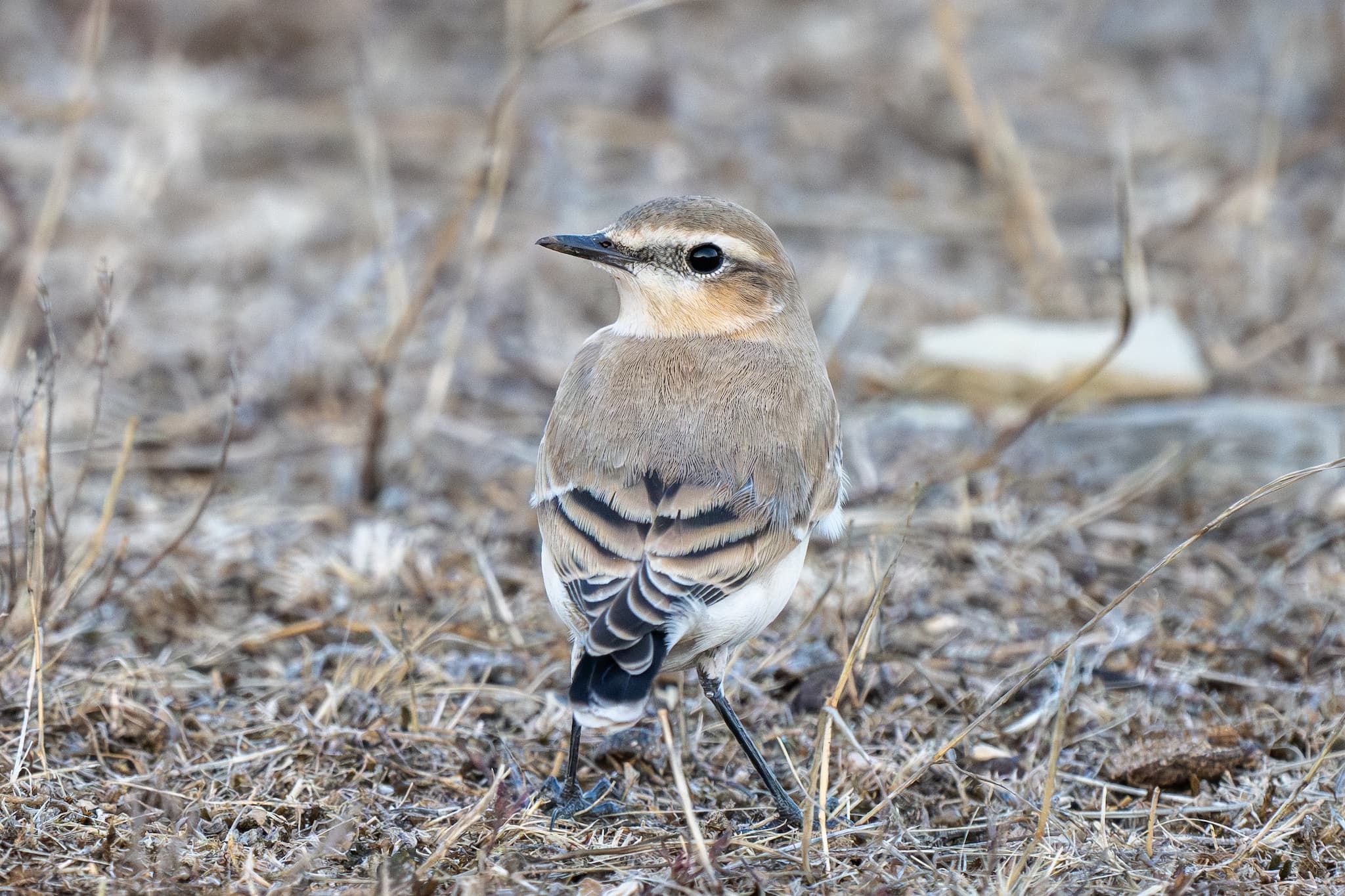 Northern Wheater observed during the 'Birds of Bulgaria' tour.