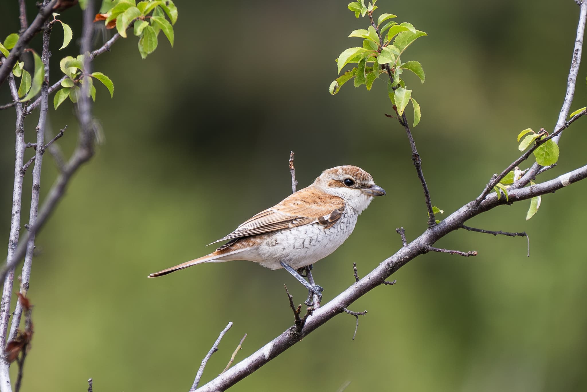 Red-backed Shrike observed during the 'Birds of Bulgaria' tour.
