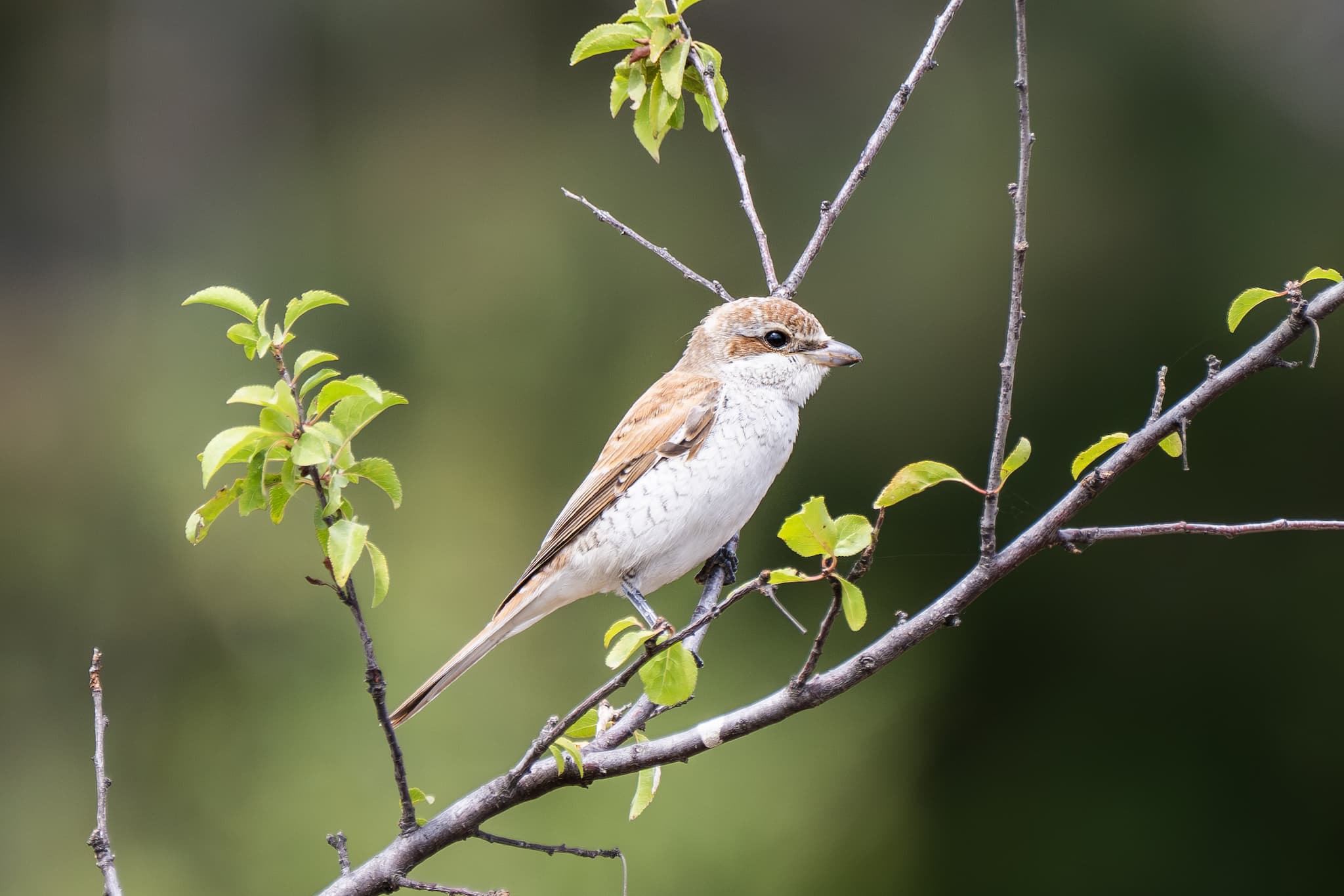 Red-backed Shrike observed during the 'Birds of Bulgaria' tour.