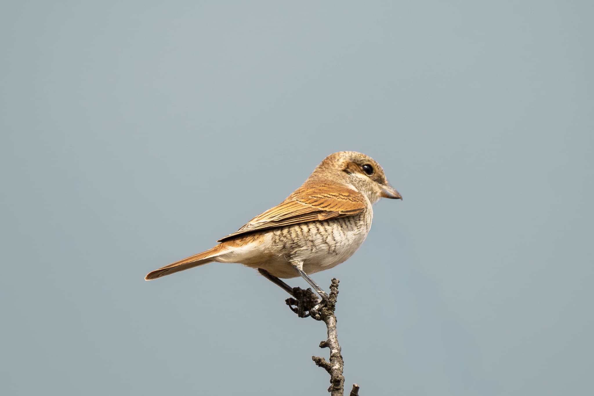 Red-backed Shrike observed during the 'Birds of Bulgaria' tour.