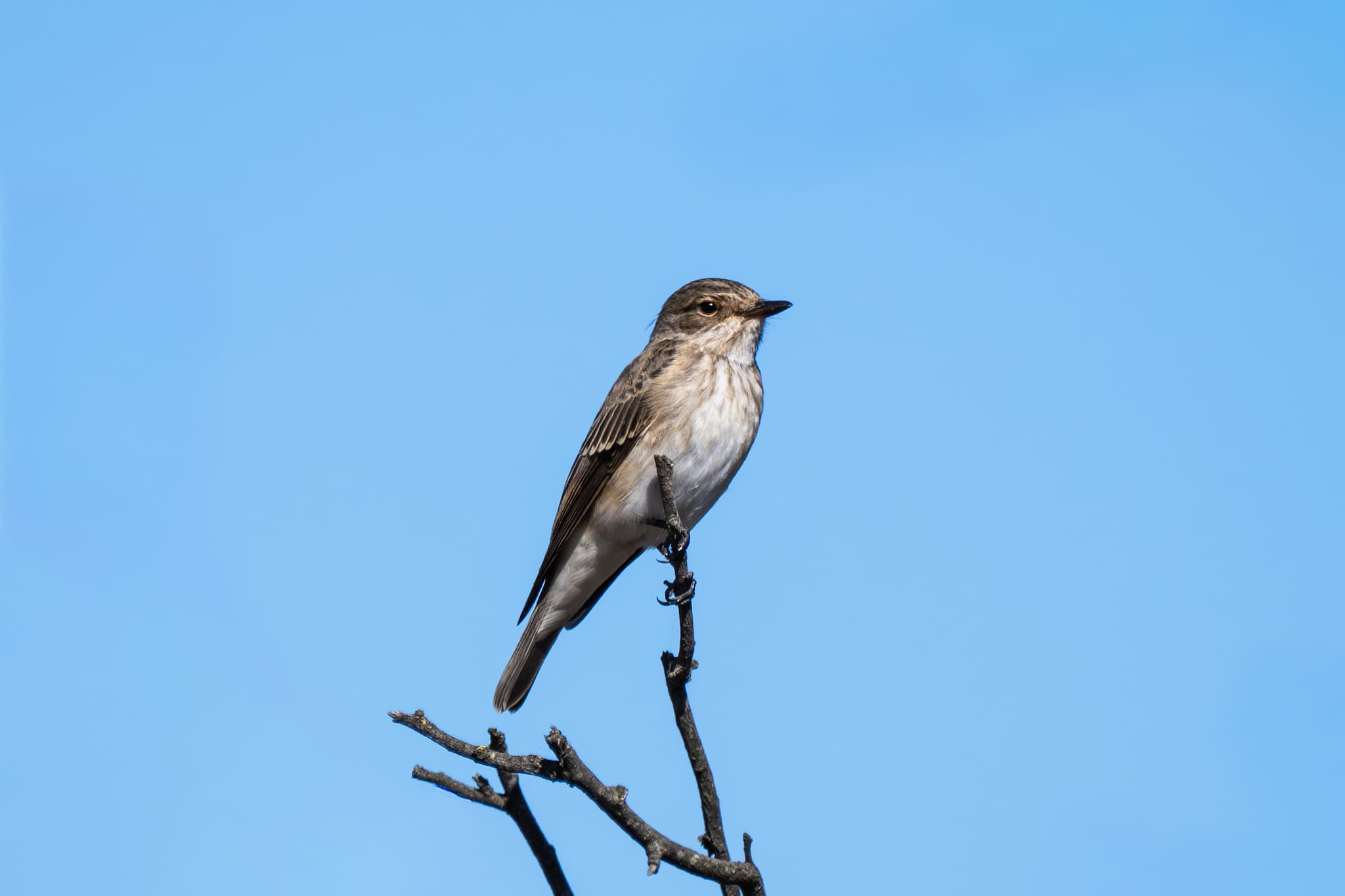 Spotted Flycatcher observed during the 'Birds of Bulgaria' tour.
