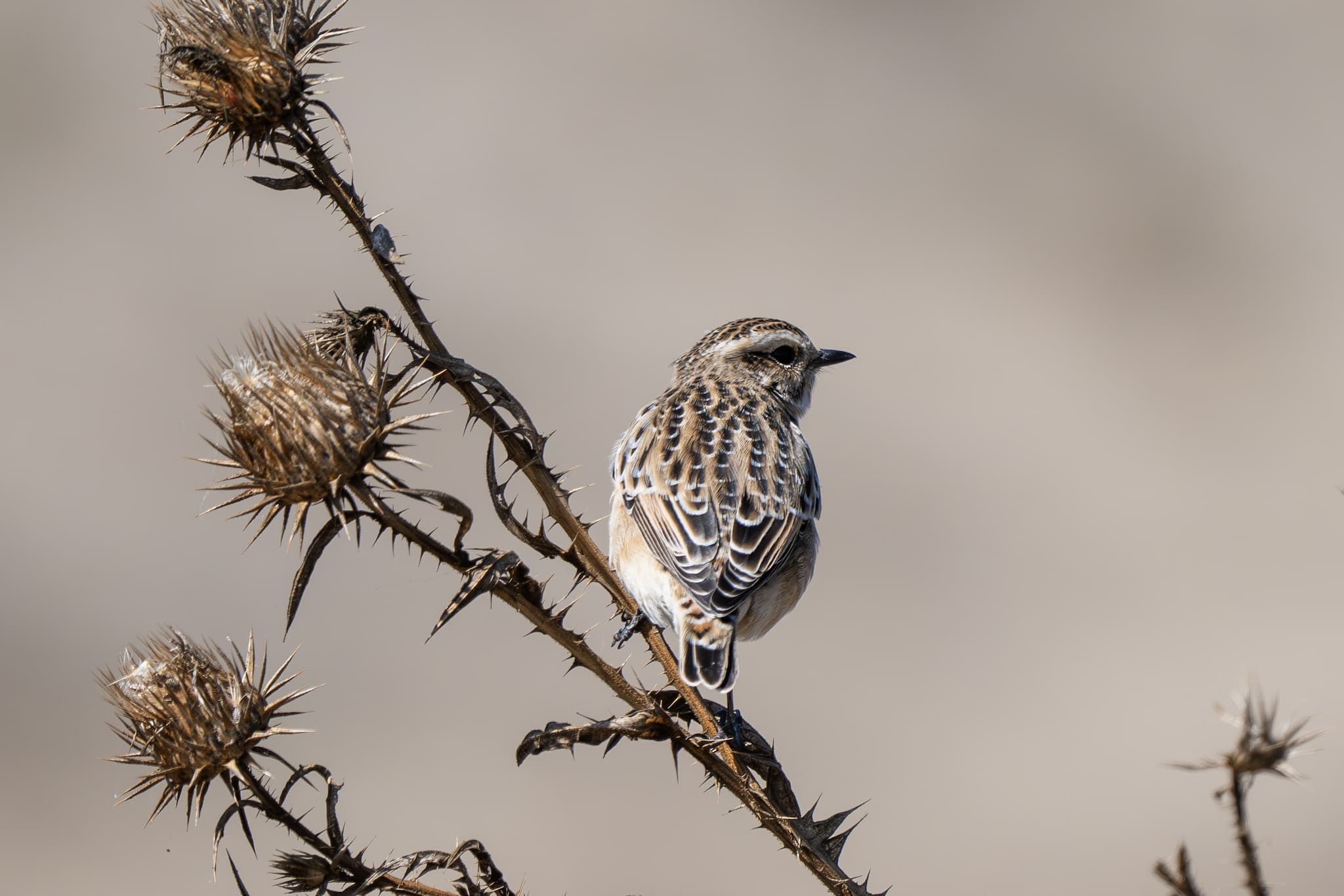 Whinchat observed during the 'Birds of Bulgaria' tour.