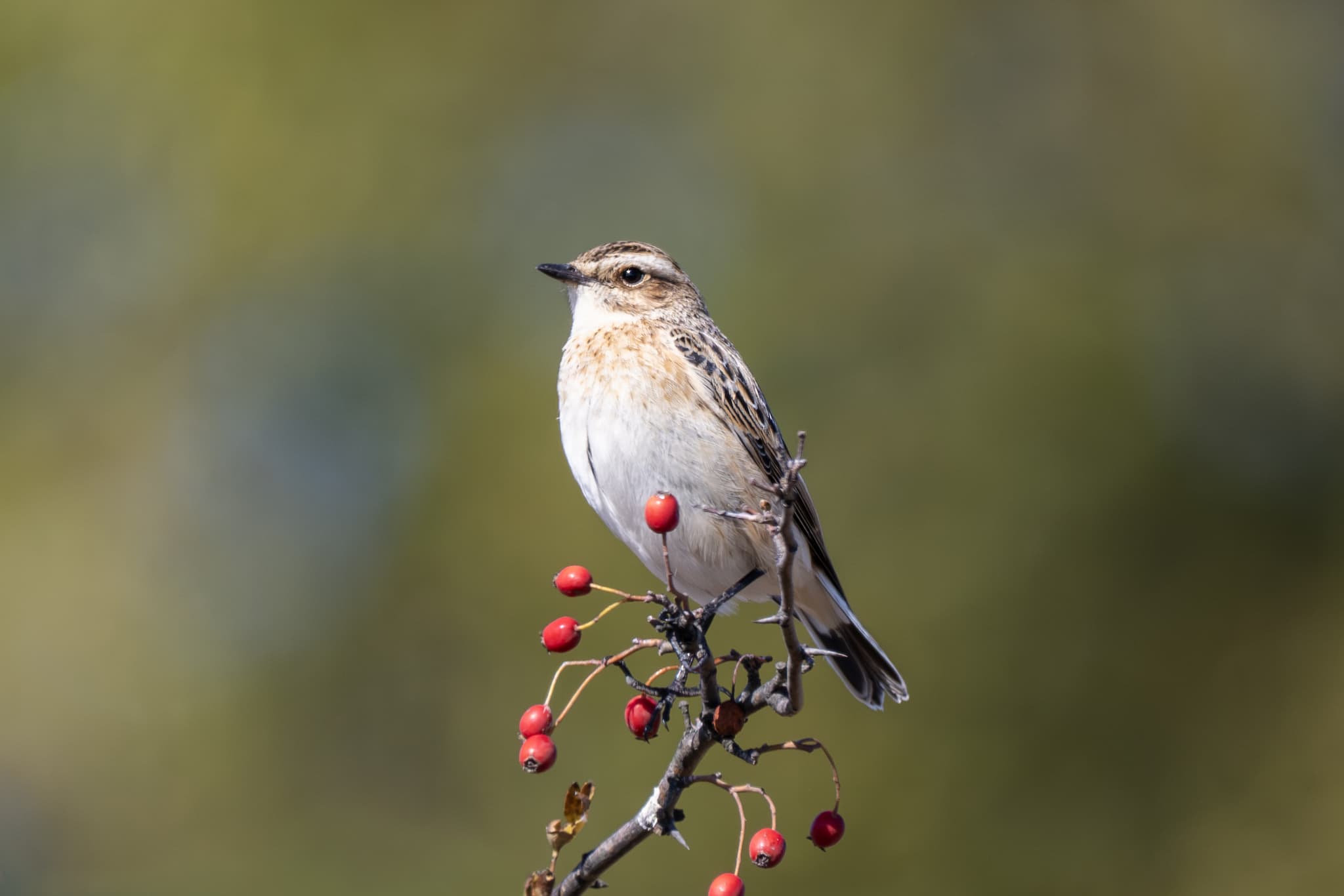 Whinchat observed during the 'Birds of Bulgaria' tour.