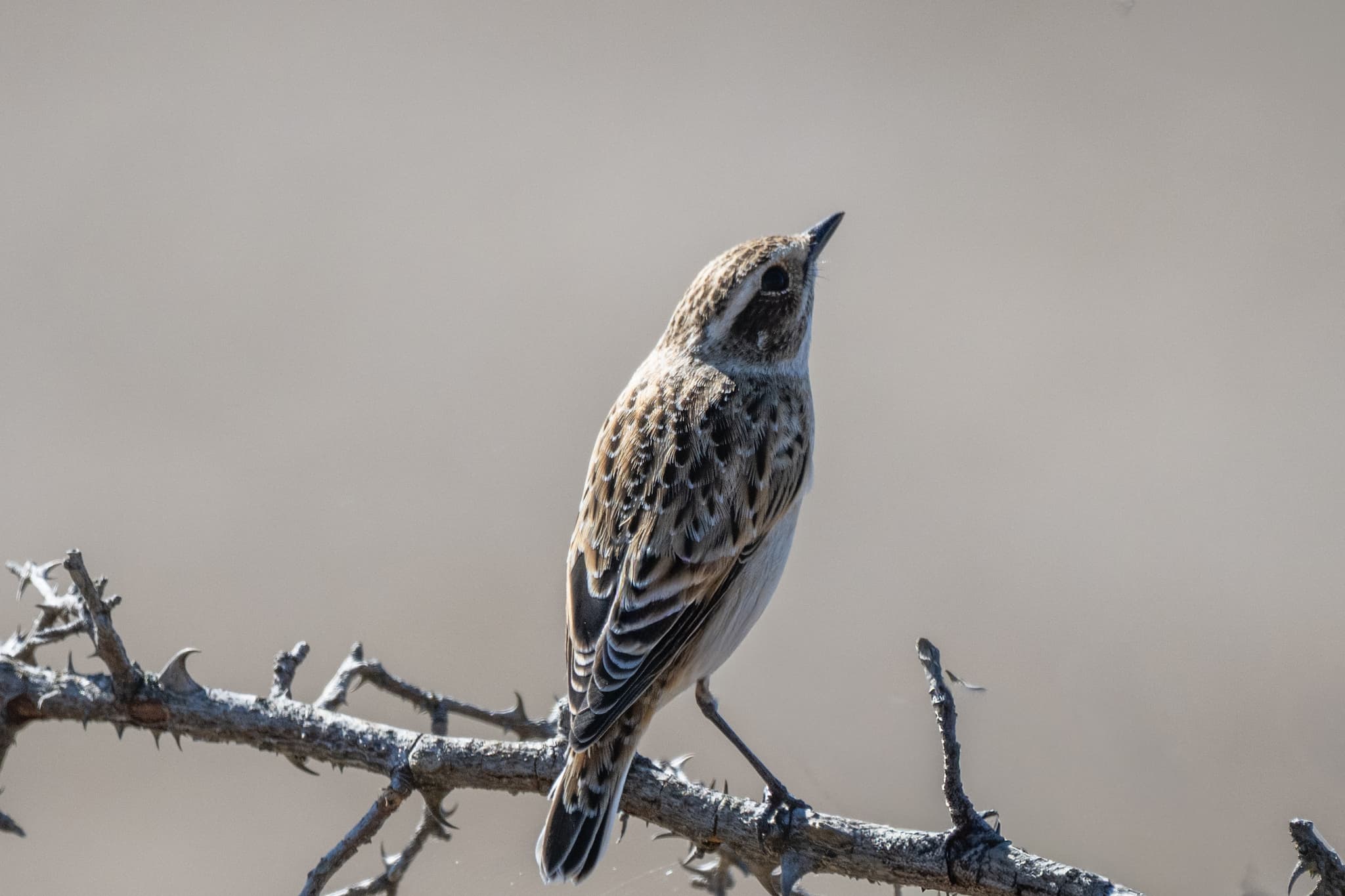 Whinchat observed during the 'Birds of Bulgaria' tour.