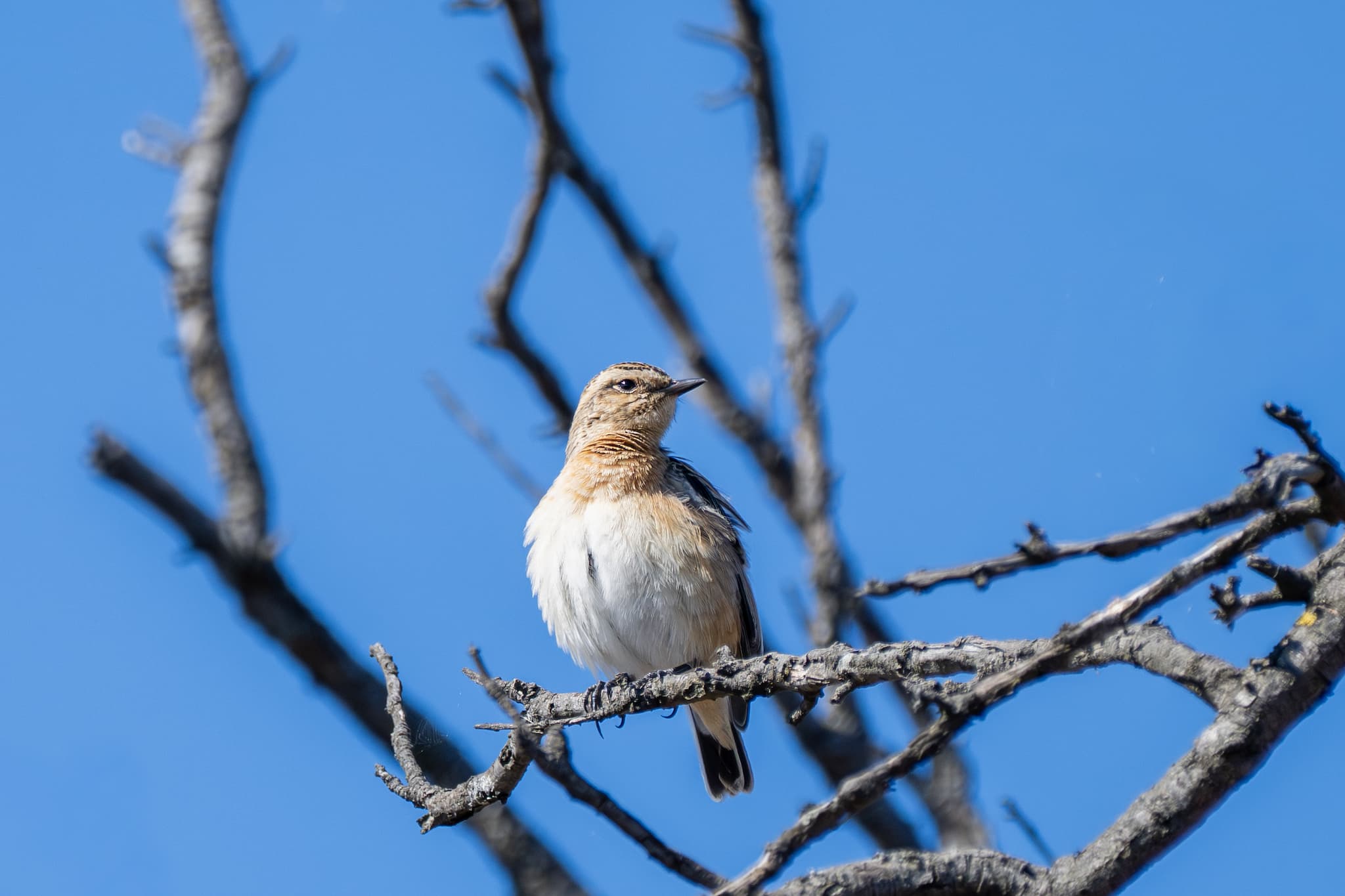 Whinchat observed during the 'Birds of Bulgaria' tour.