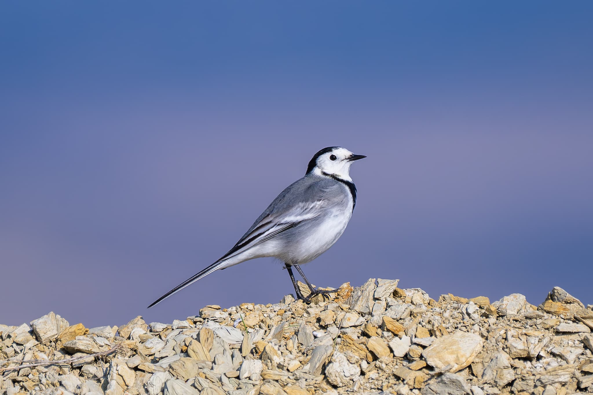 White Wagtail observed during the 'Birds of Bulgaria' tour.