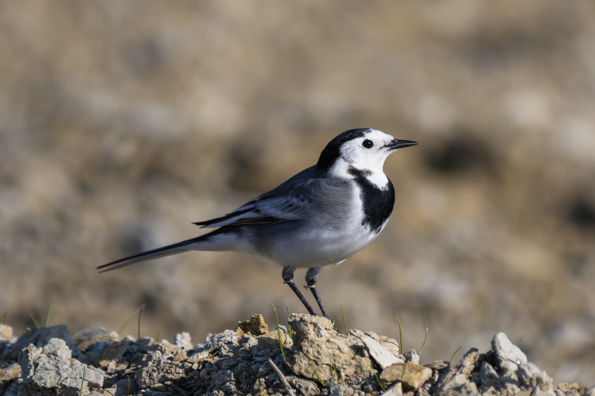 White Wagtail observed during the 'Birds of Bulgaria' tour.